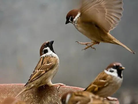 Đừng quên "Định luật chim sẻ" để sống thoải mái khi về già